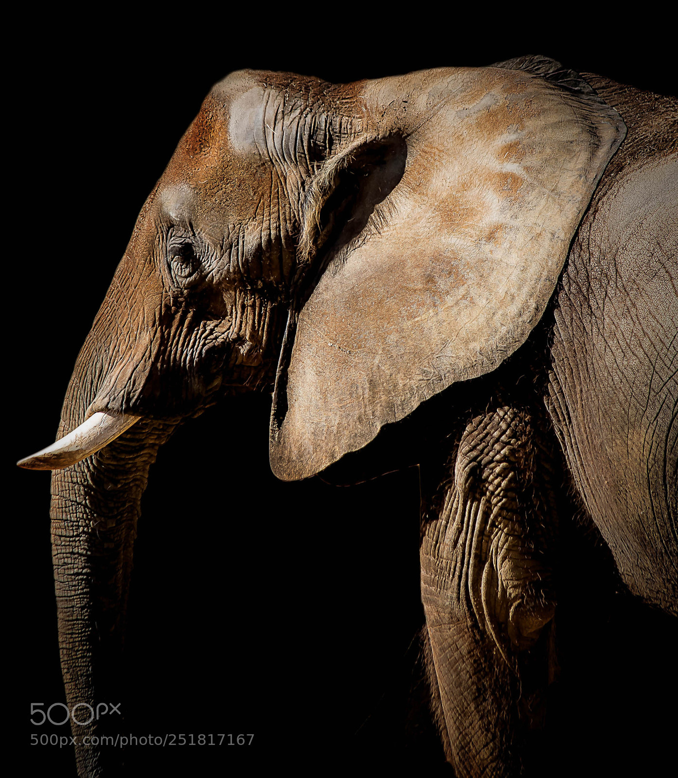 Canon EOS 70D sample photo. Wildlife photography