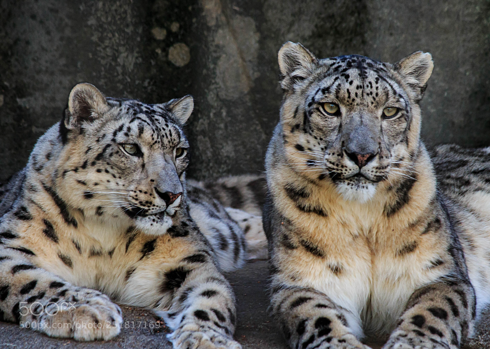 Canon EOS 70D sample photo. Wildlife photography