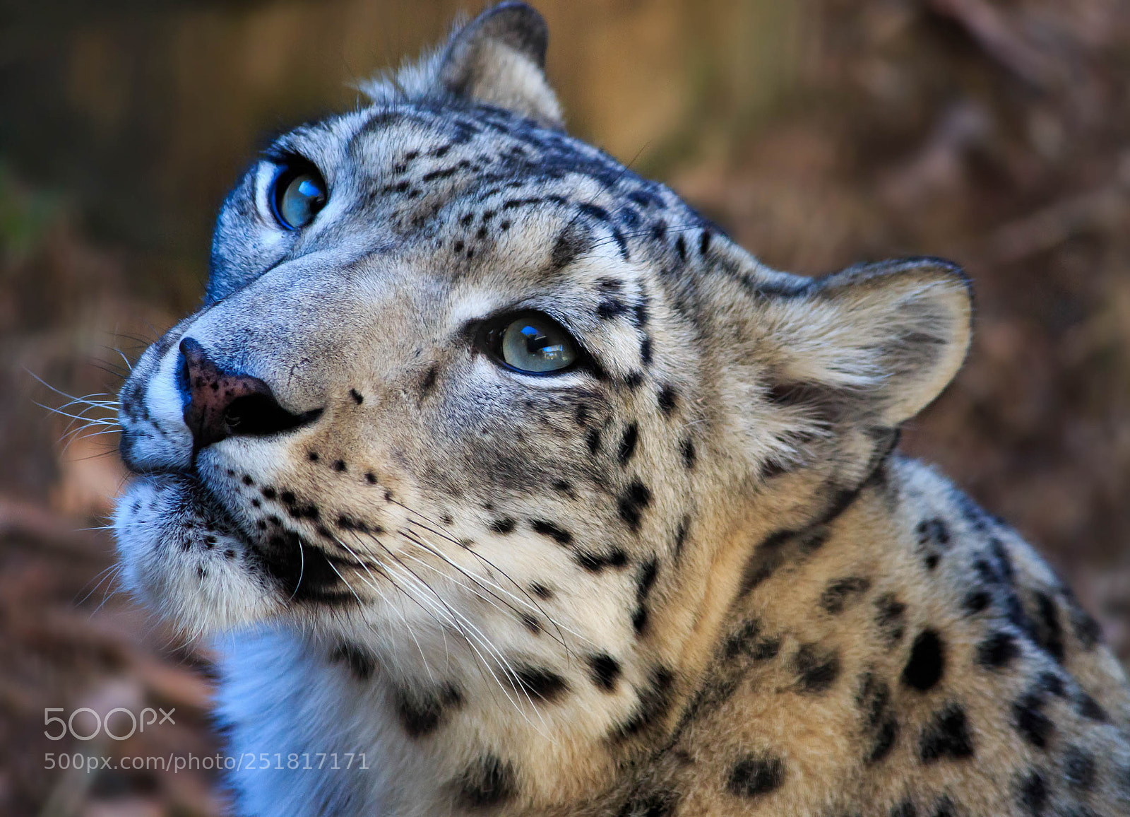 Canon EOS 70D sample photo. Wildlife photography