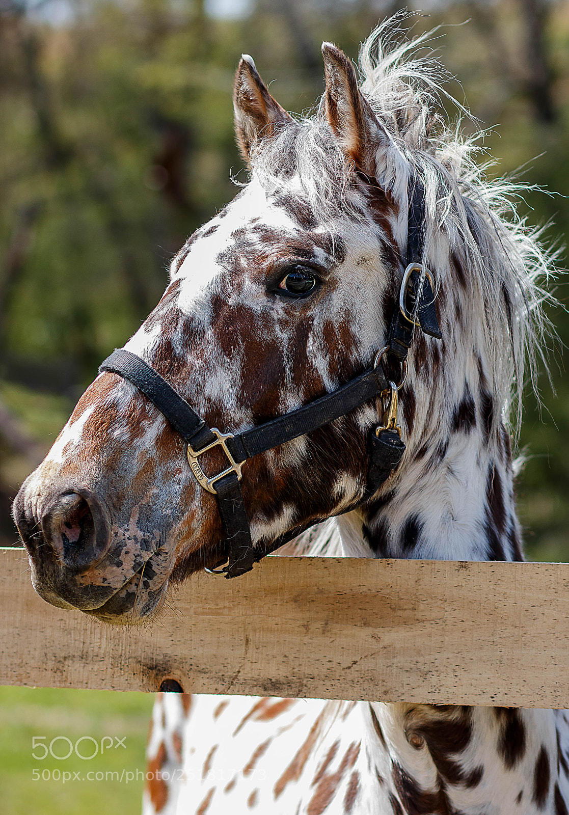 Canon EOS 70D sample photo. Wildlife photography