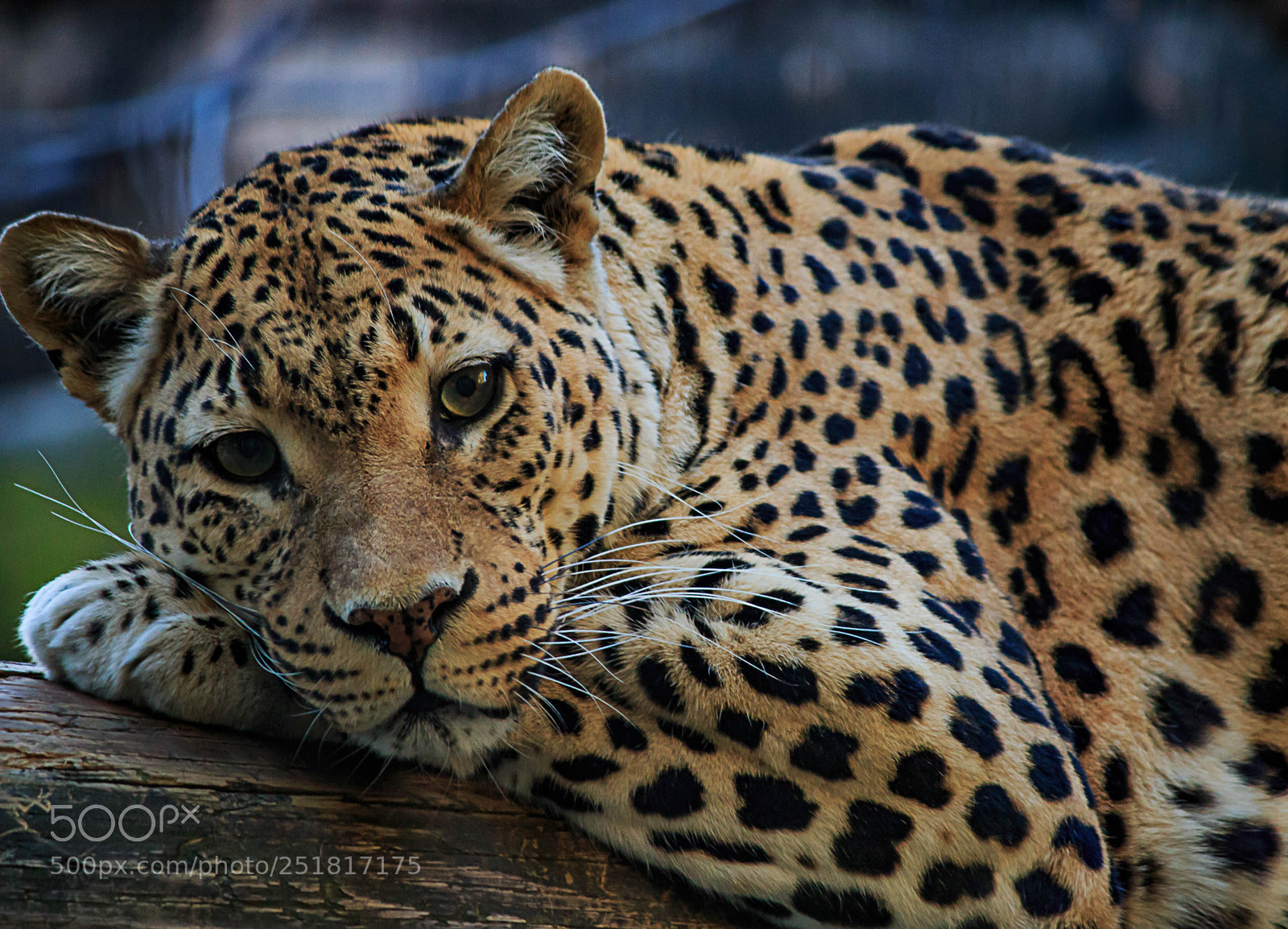 Canon EOS 70D sample photo. Wildlife photography