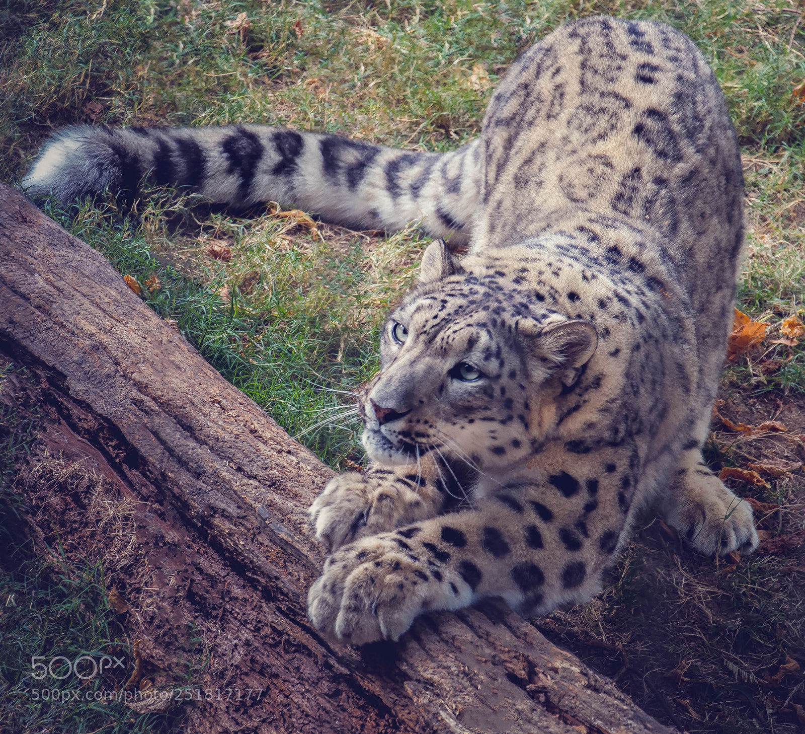 Canon EOS 70D sample photo. Wildlife photography