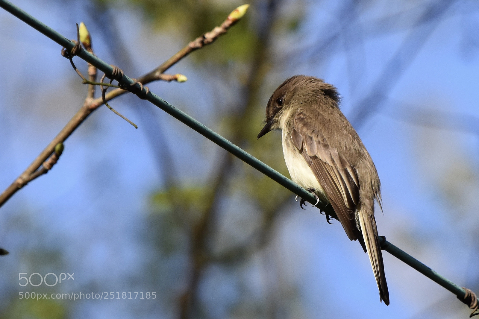 Nikon D7200 sample photo. Eastern phoebe 4 photography