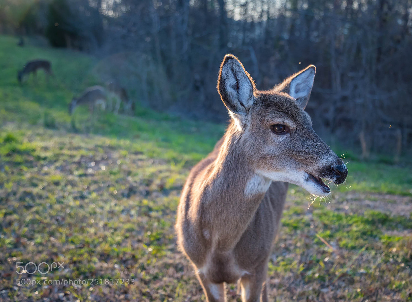 Canon EOS 6D Mark II sample photo. Wildlife photography