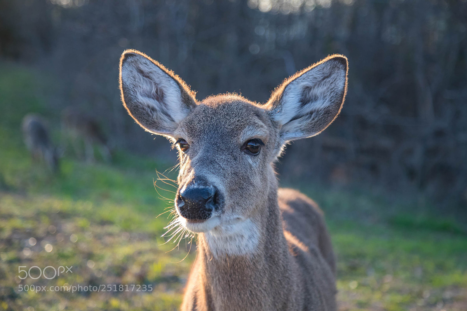 Canon EOS 6D Mark II sample photo. Wildlife photography