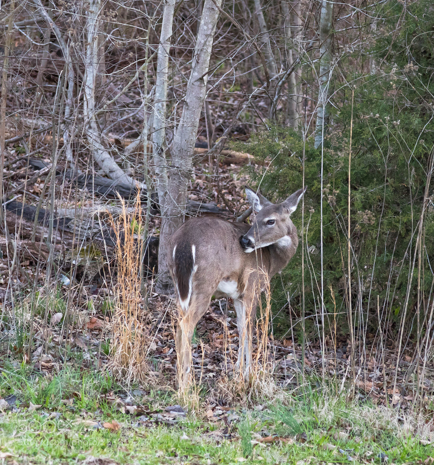 Canon EOS 6D Mark II sample photo. Wildlife photography