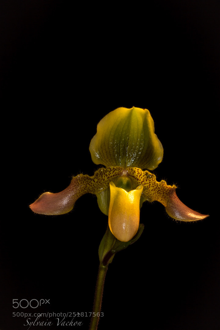 Canon EOS 60D sample photo. Orchidé photography