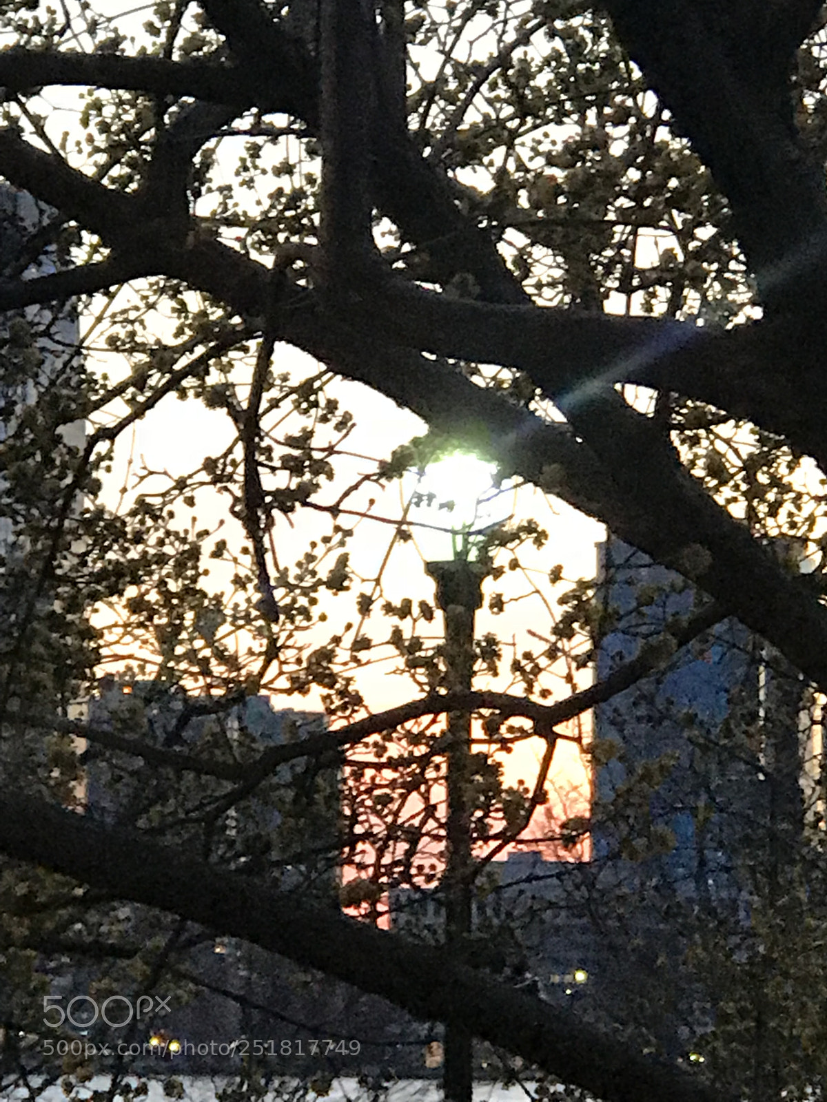 Apple iPhone 7 Plus sample photo. Leafy sunset  photography