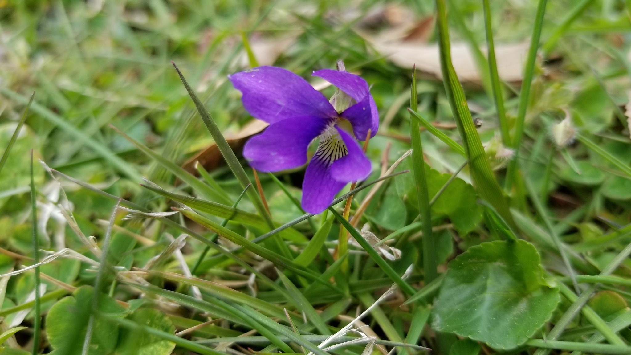 Samsung Galaxy S8 Active sample photo