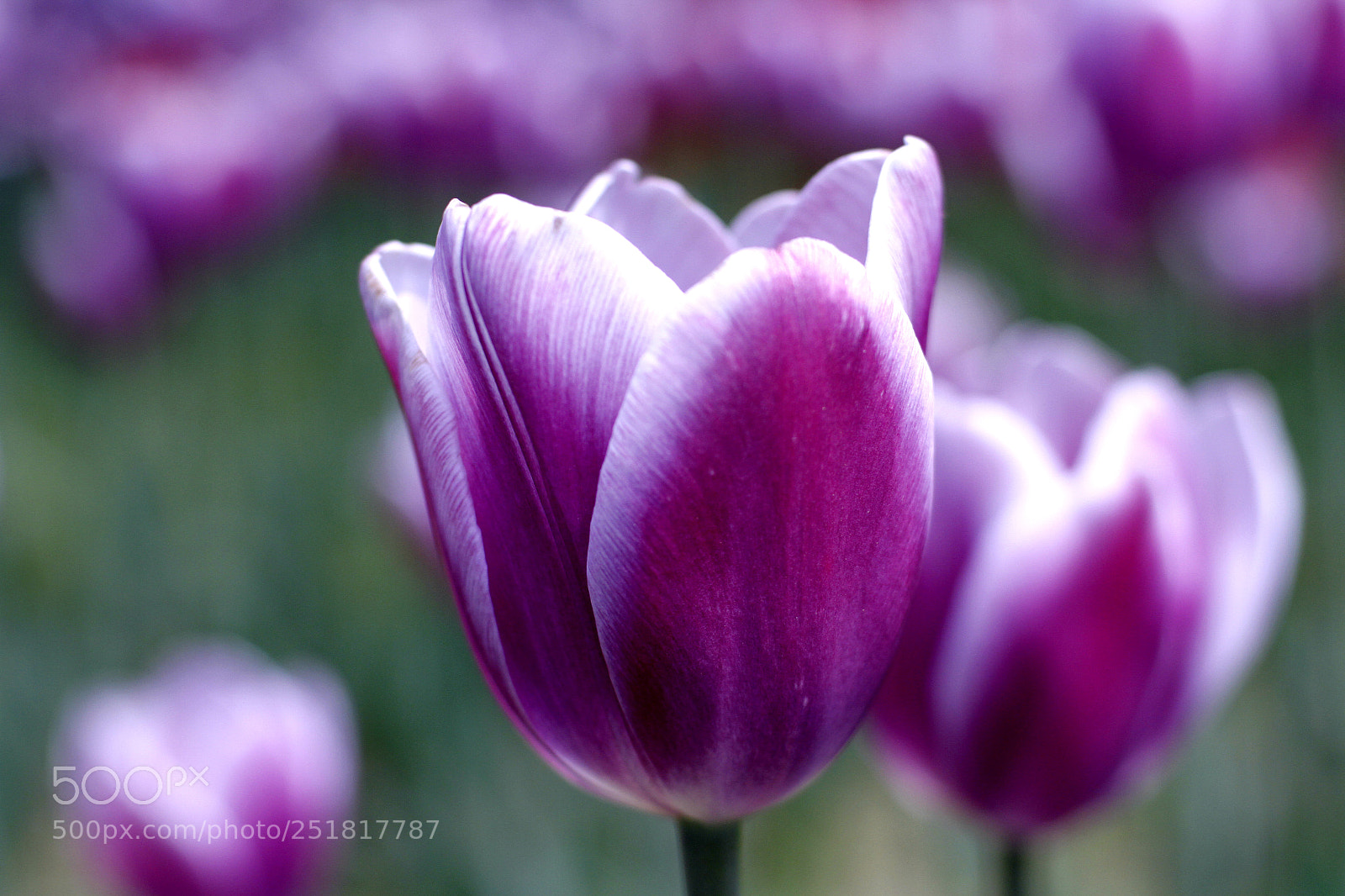 Canon EOS 7D sample photo. Black tulip photography