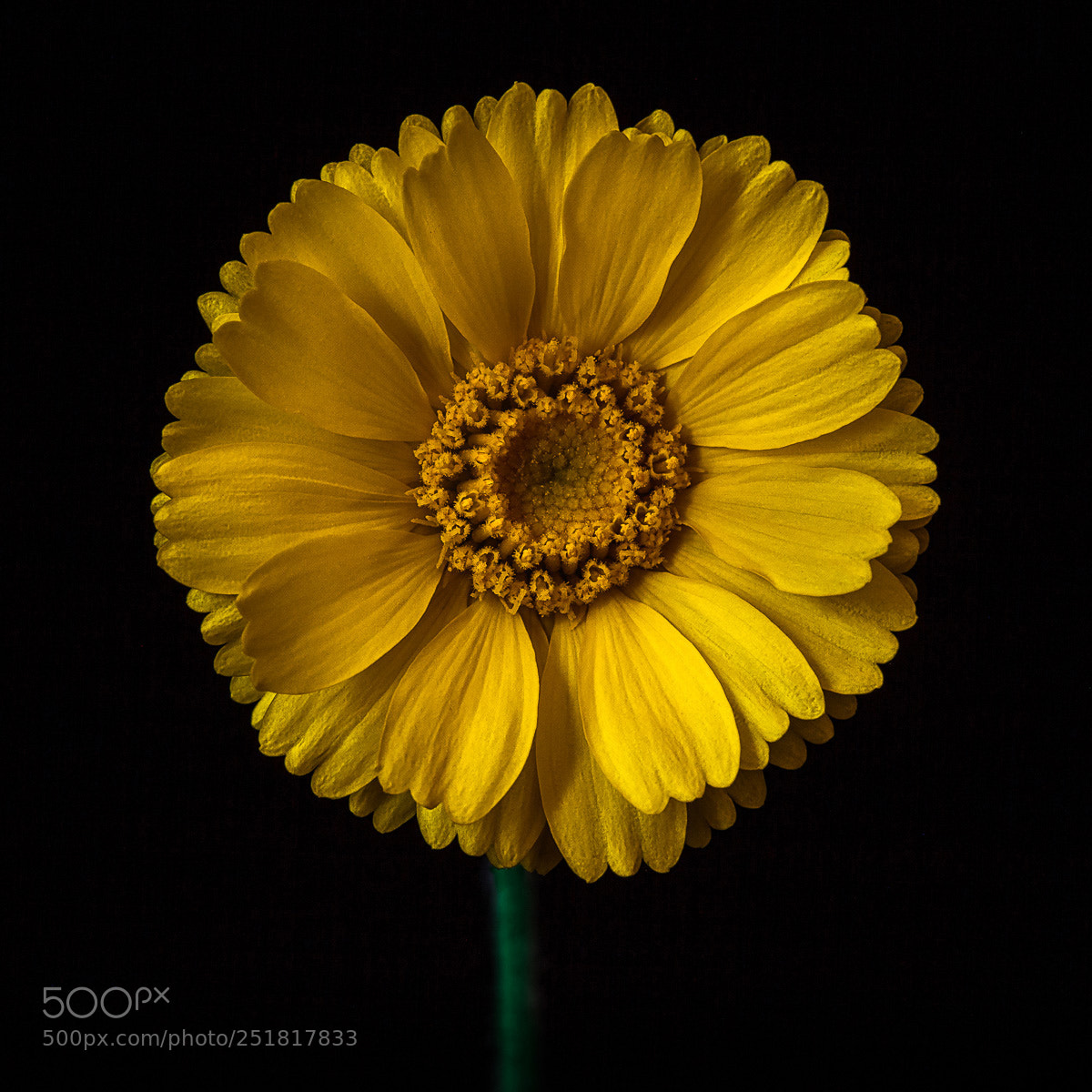 Canon EOS 5D Mark II sample photo. Desert sunflower photography