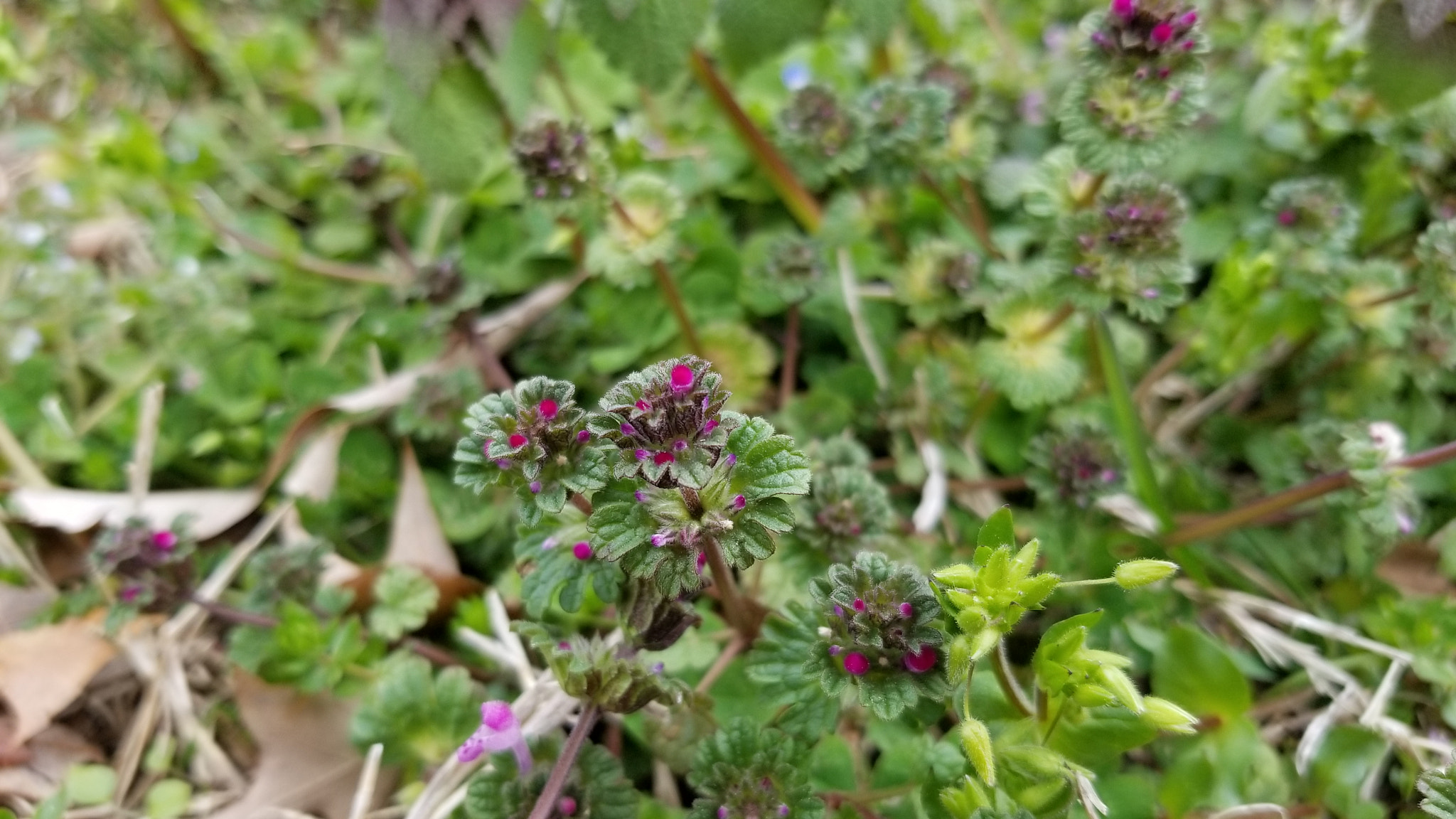 Samsung Galaxy S8 Active sample photo
