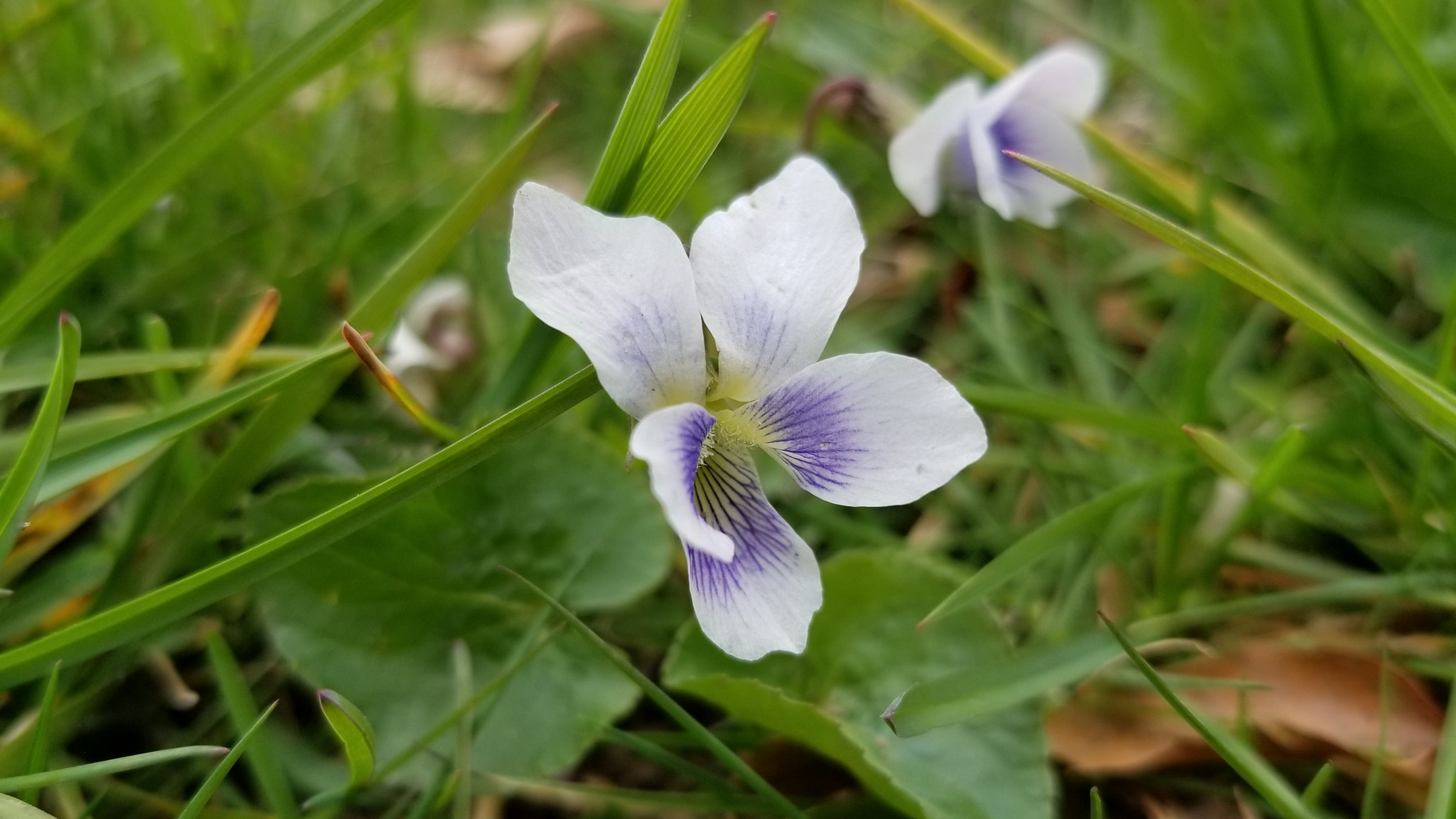 Samsung Galaxy S8 Active sample photo
