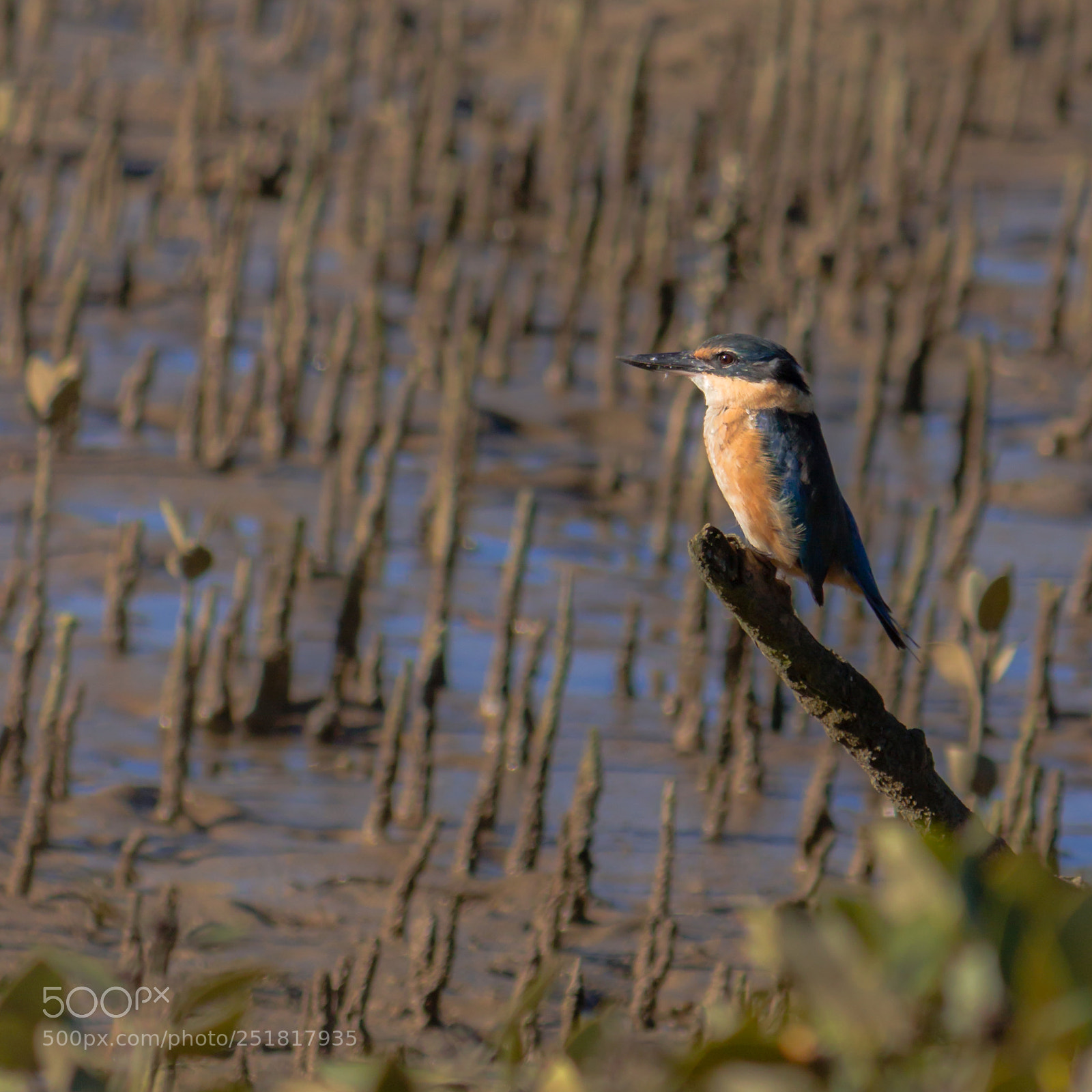 Canon EOS 600D (Rebel EOS T3i / EOS Kiss X5) sample photo. Nz sacred kingfisher photography