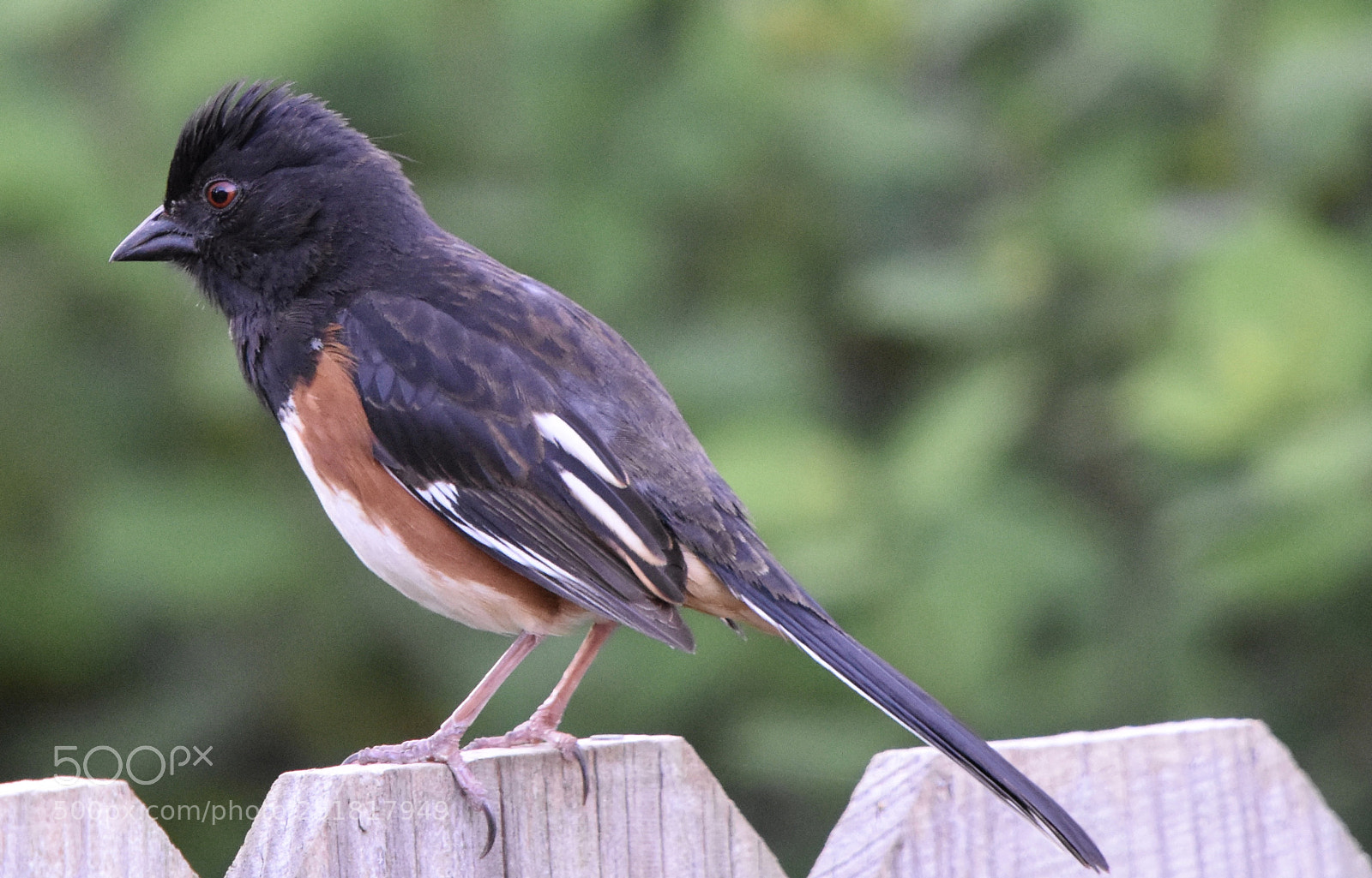 Nikon D7200 sample photo. Eastern towhee photography