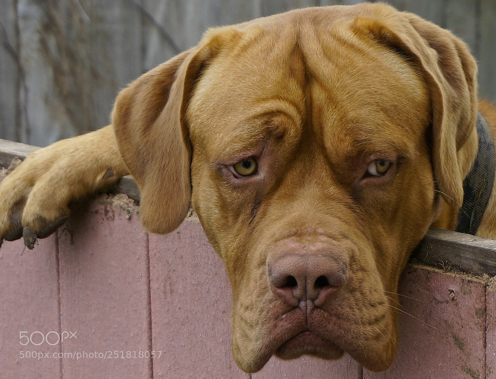 Sony Alpha NEX-6 sample photo. Rocky has reign photography
