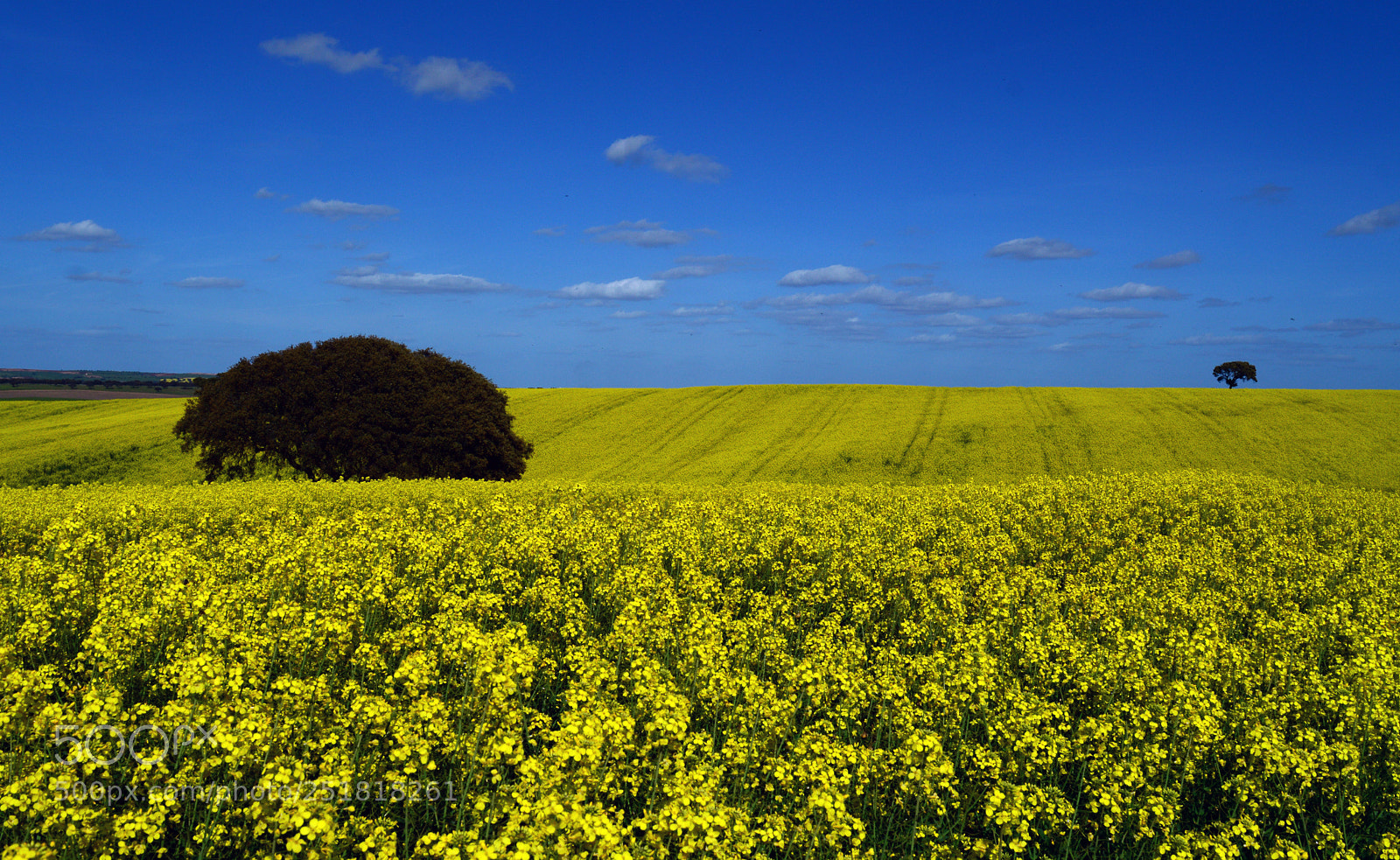 Nikon D3200 sample photo. Canola fields in alentejo photography