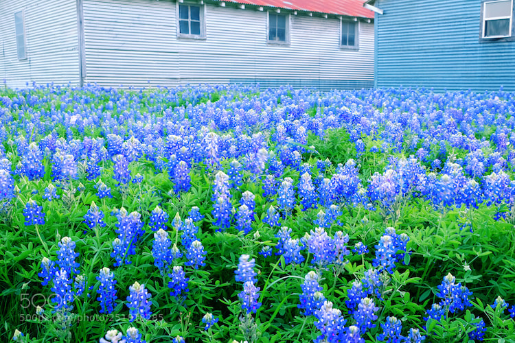 Fujifilm X-E2 sample photo. Blue bonnet factory photography