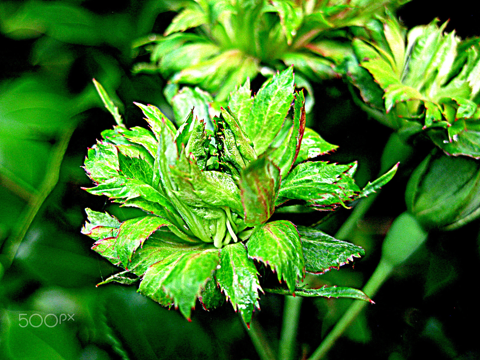 Canon DIGITAL IXUS 960 IS sample photo. Rosa chinensis viridilora (green rose) photography