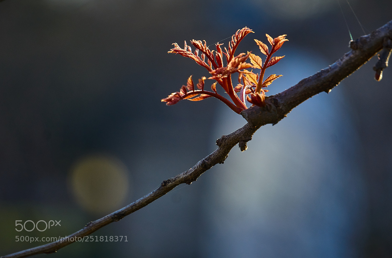 Sony a6000 sample photo. Spring 2018 photography