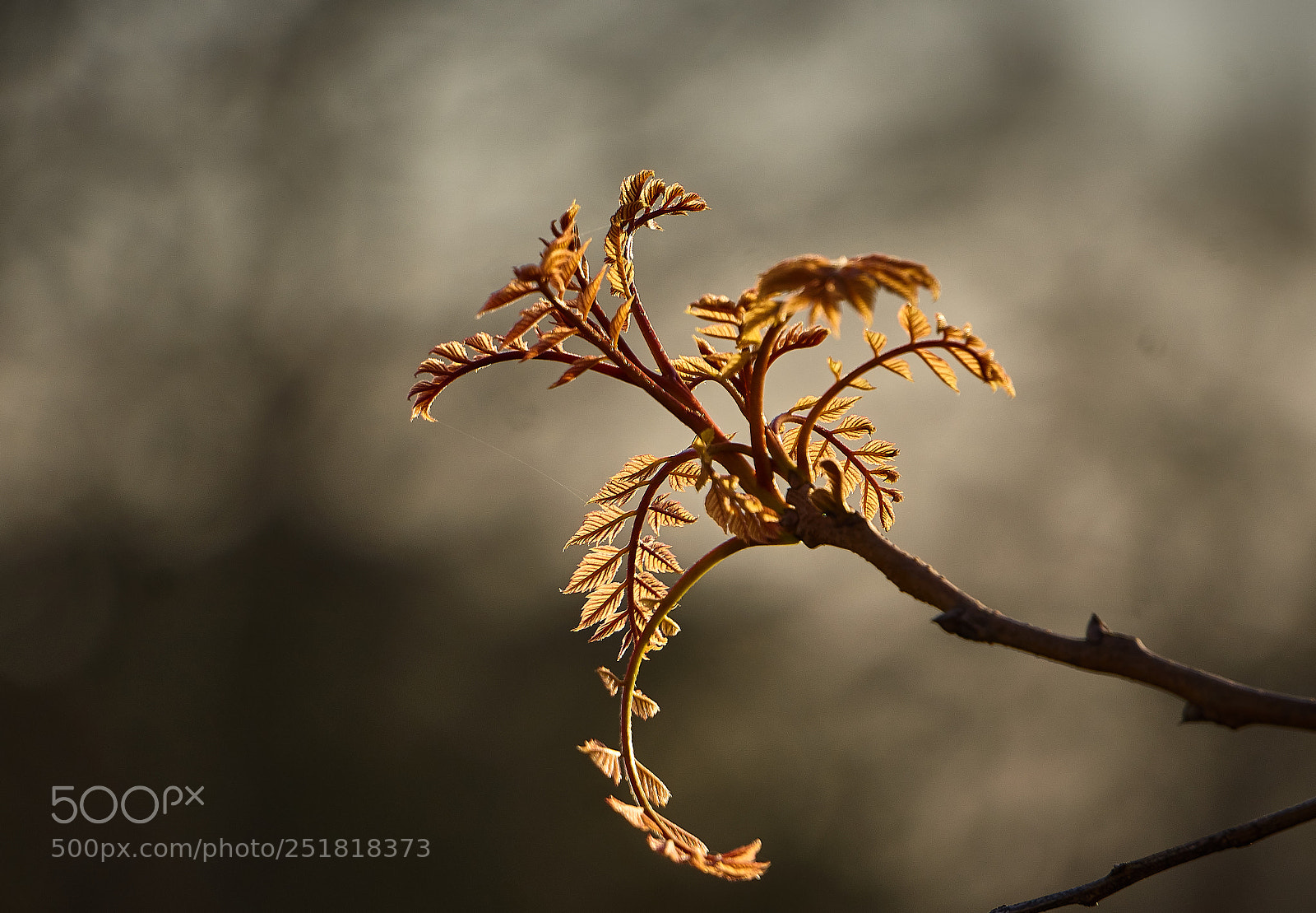 Sony a6000 sample photo. Spring 2018 photography