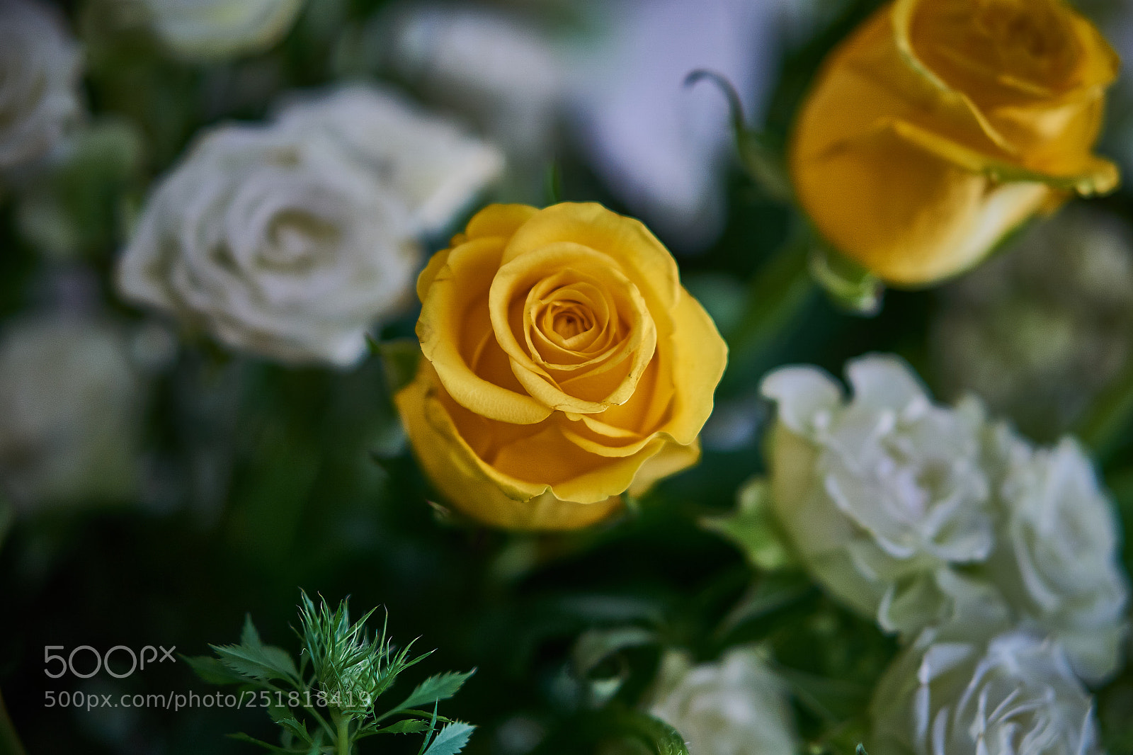 Sony a6000 sample photo. Spring 2018 photography