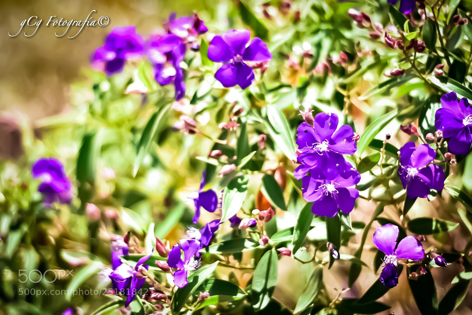 Nikon D5500 sample photo. En el jardín  photography
