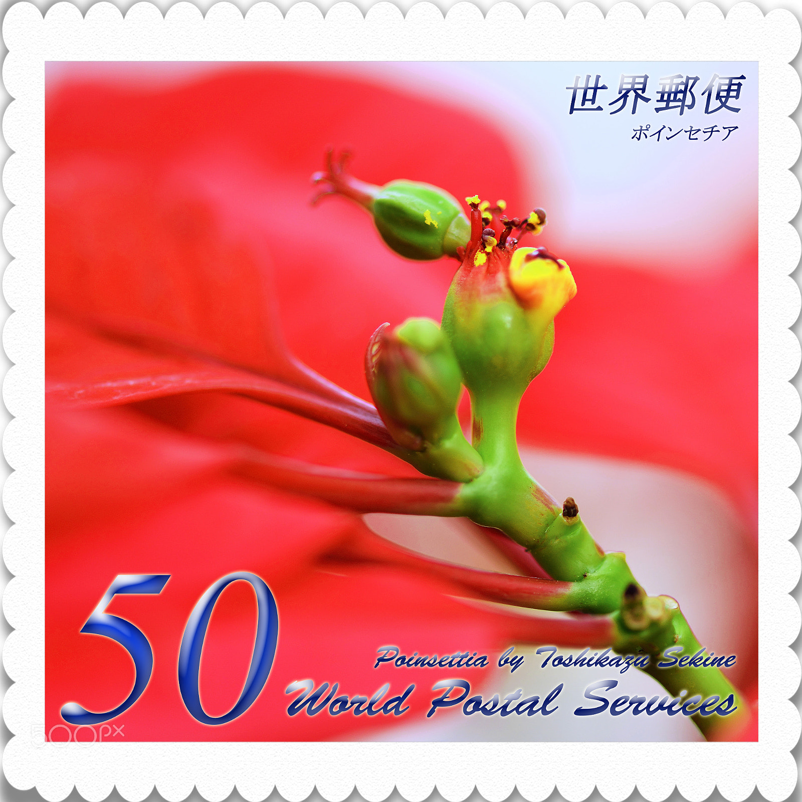 Nikon D800 sample photo. Poinsettia photography