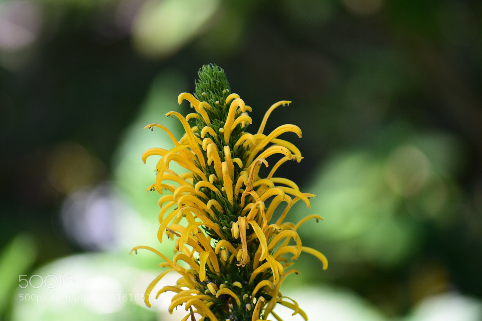 Nikon D5500 sample photo. Bad hair day! photography