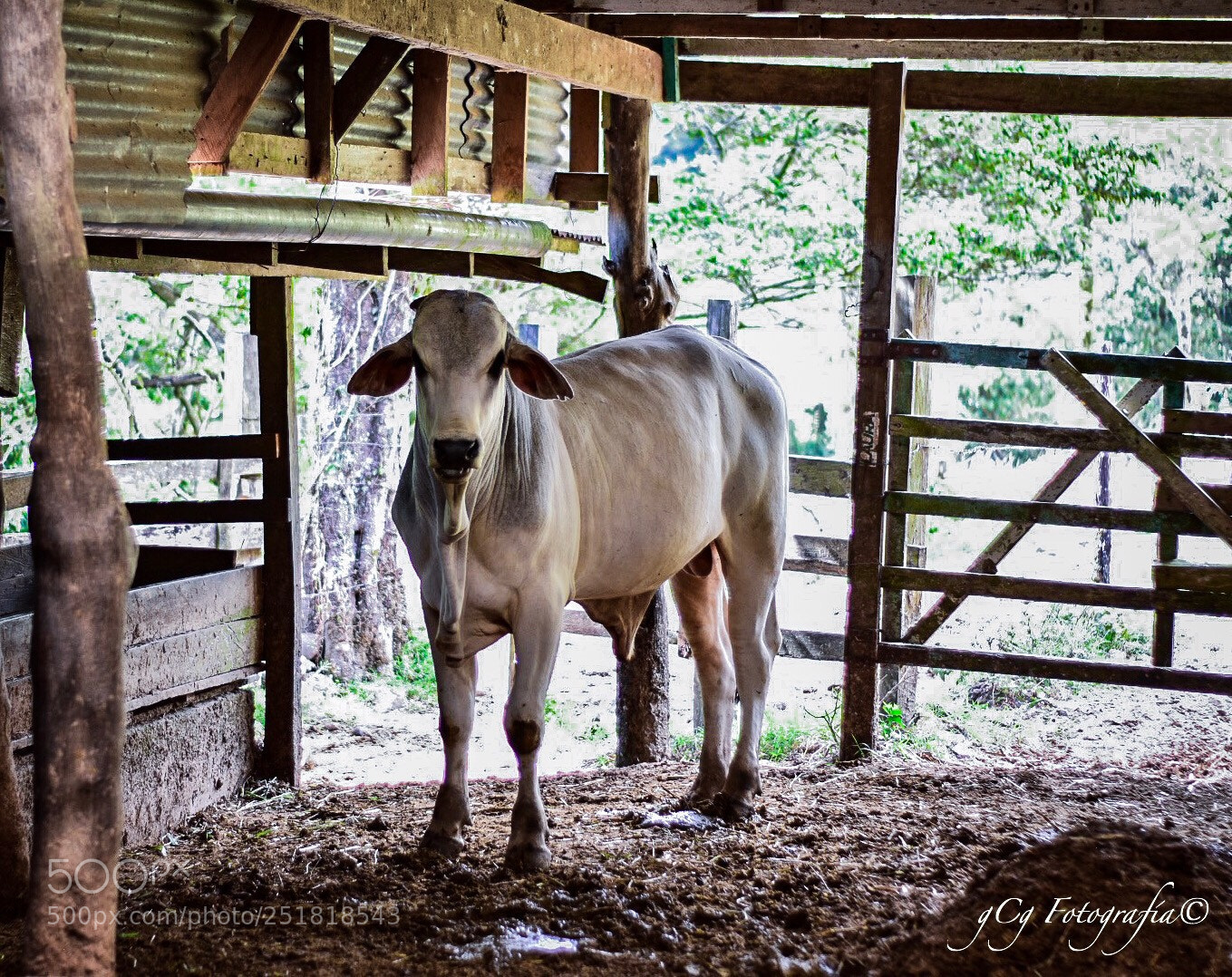 Nikon D5500 sample photo. Hermoso  photography