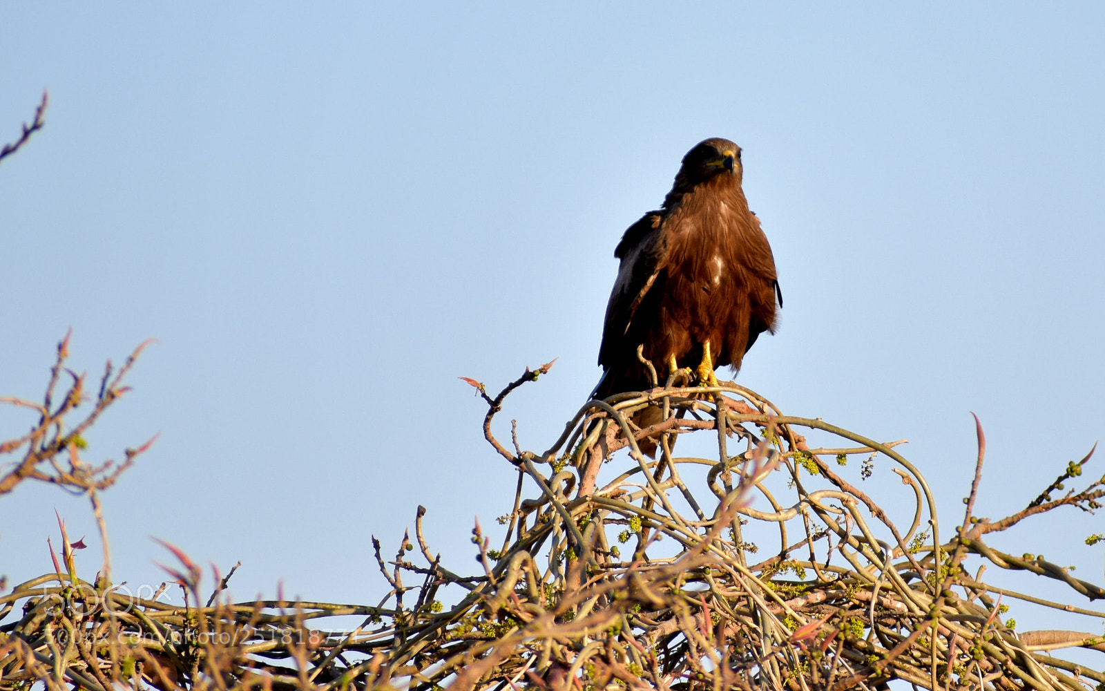 Nikon D5600 sample photo. Kite sitting photography