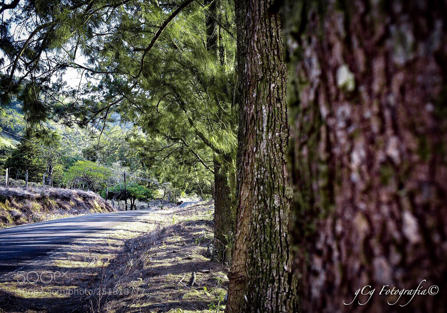 Nikon D5500 sample photo. Pinos  photography