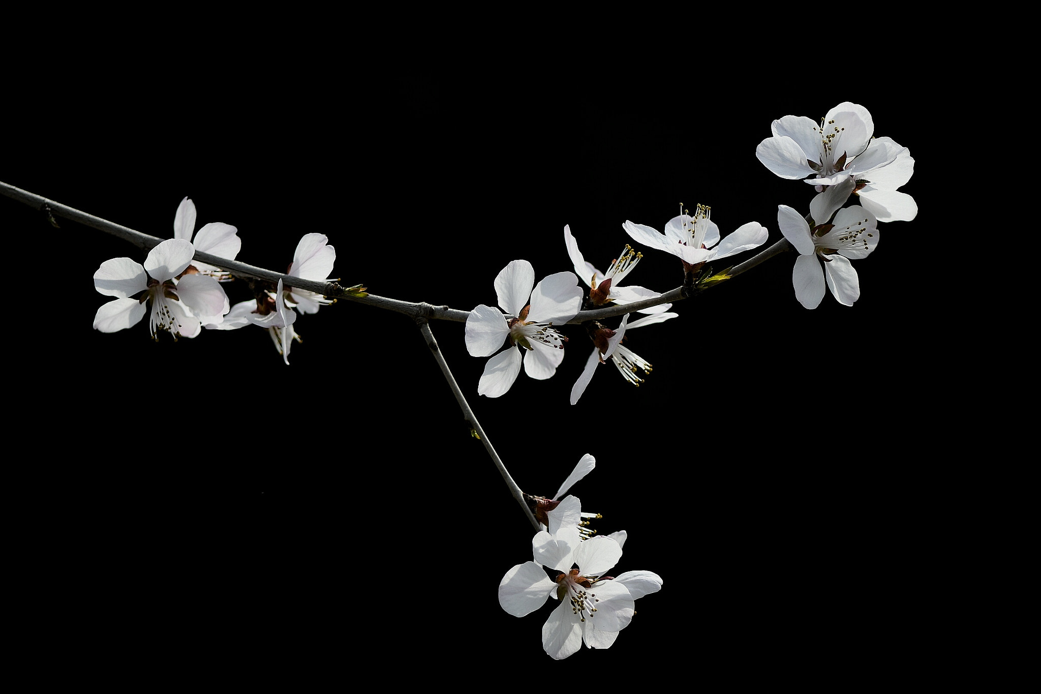 Nikon AF-S Micro-Nikkor 105mm F2.8G IF-ED VR sample photo. Apricot flowers photography