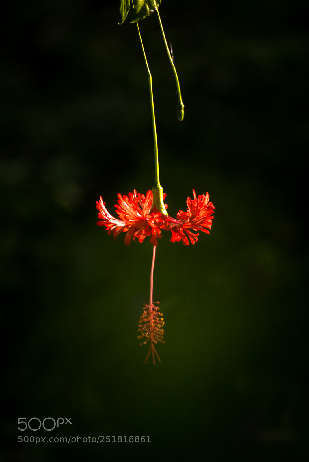 Canon EOS 700D (EOS Rebel T5i / EOS Kiss X7i) sample photo. Red flower photography