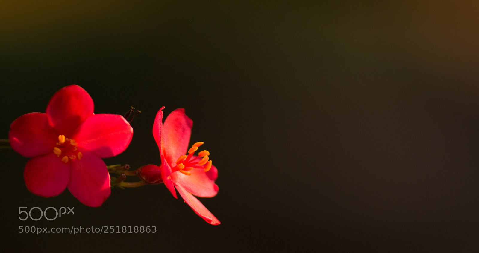 Canon EOS 700D (EOS Rebel T5i / EOS Kiss X7i) sample photo. Flower photography