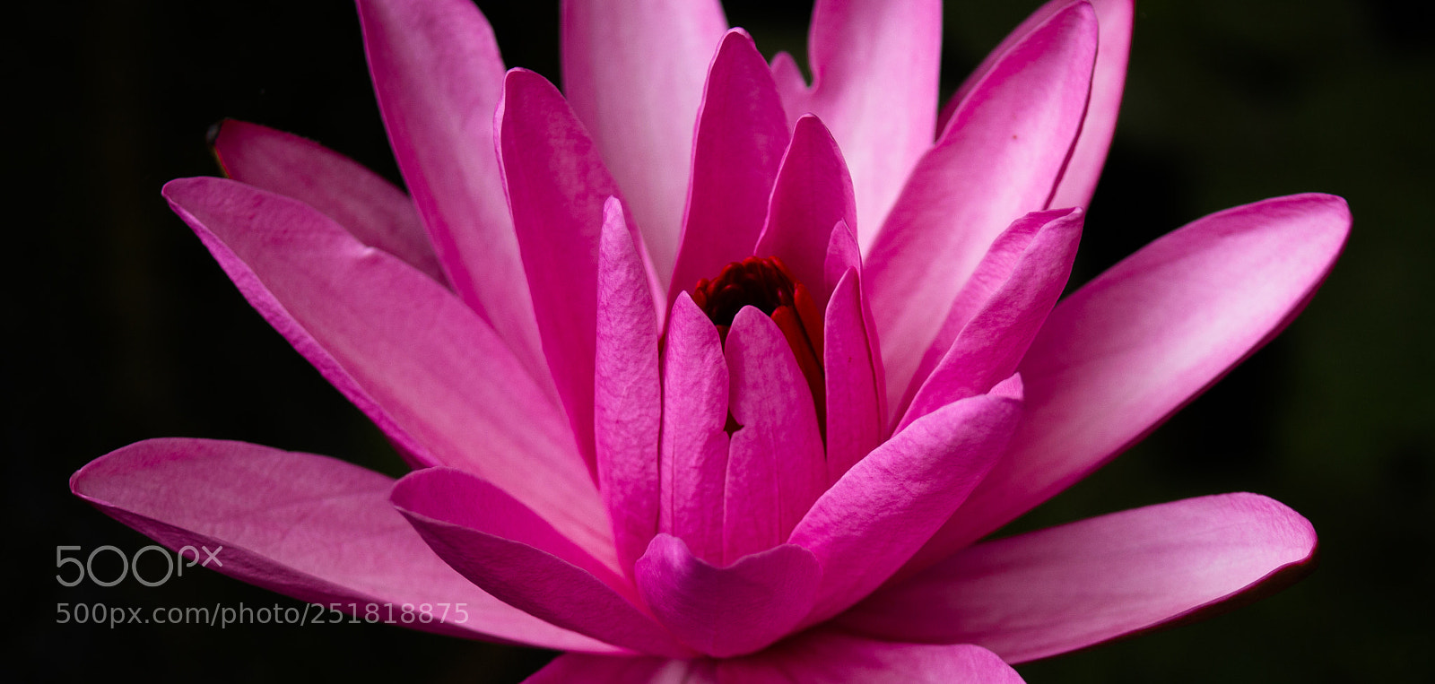 Canon EOS 700D (EOS Rebel T5i / EOS Kiss X7i) sample photo. Lotus photography