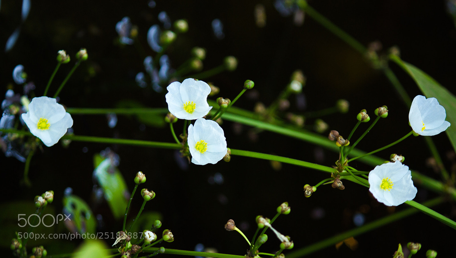 Canon EOS 700D (EOS Rebel T5i / EOS Kiss X7i) sample photo. White photography