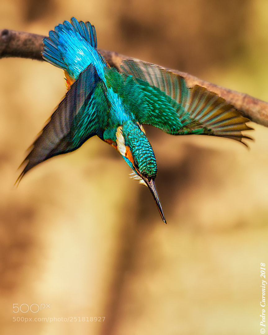 Olympus OM-D E-M1 Mark II sample photo. Martin pescador photography