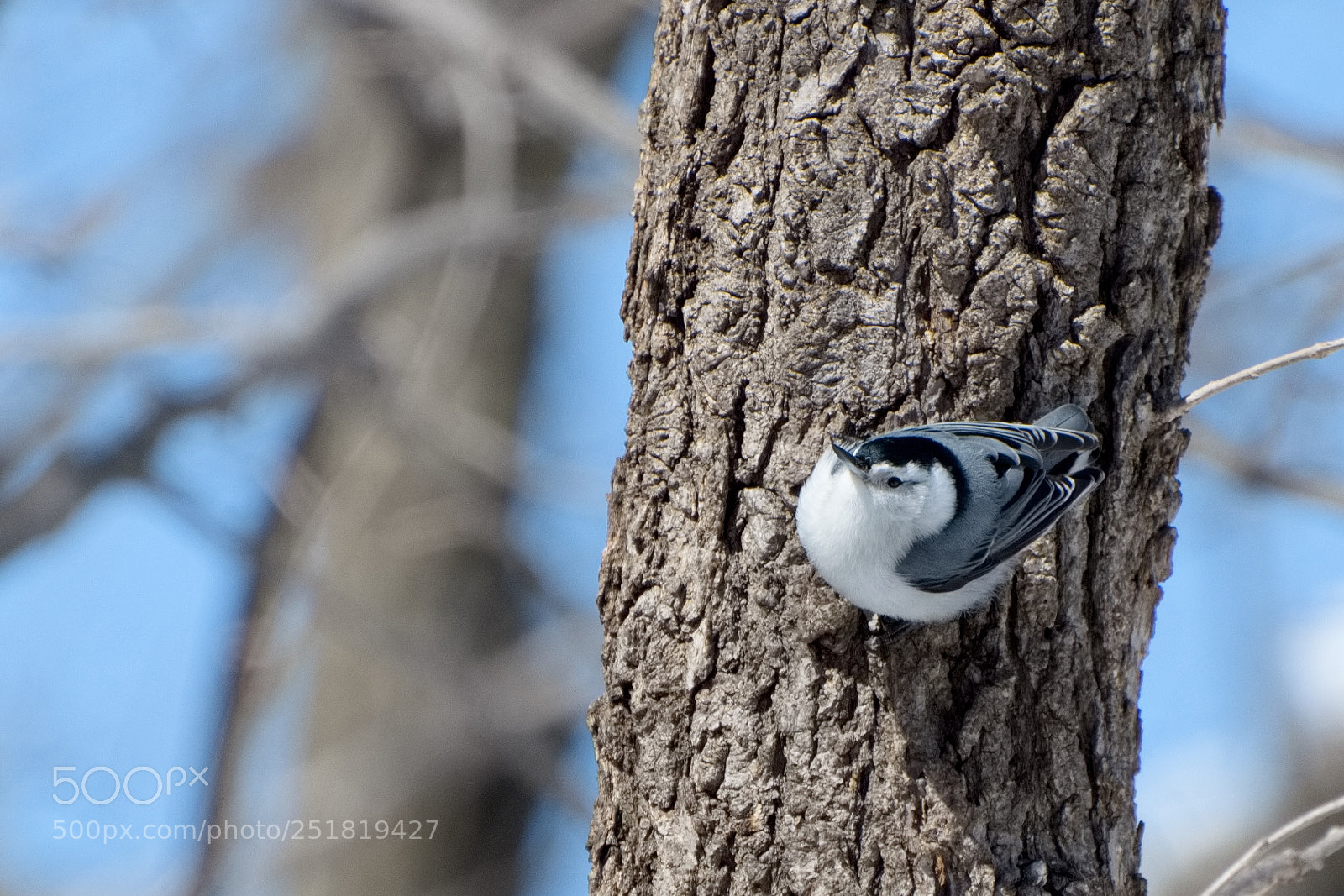 Nikon D5300 sample photo. 2018_spring photography