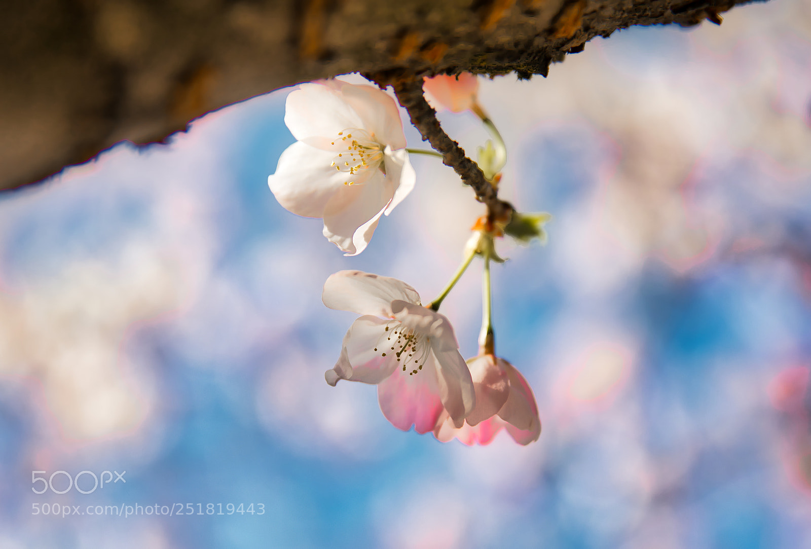 Canon EF 24-70mm F2.8L II USM sample photo. Cherryblossom photography