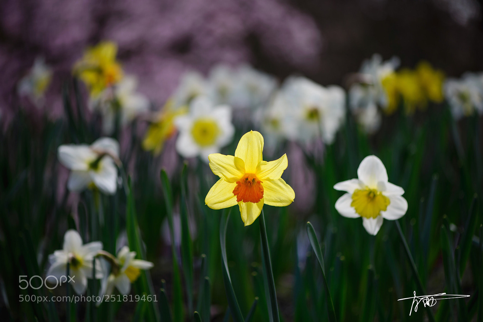 Nikon D610 sample photo. Untitled photography