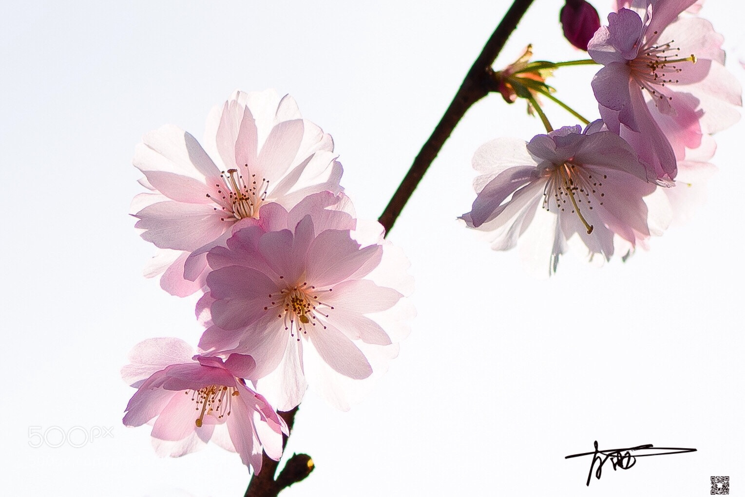 Nikon D610 sample photo. Untitled photography