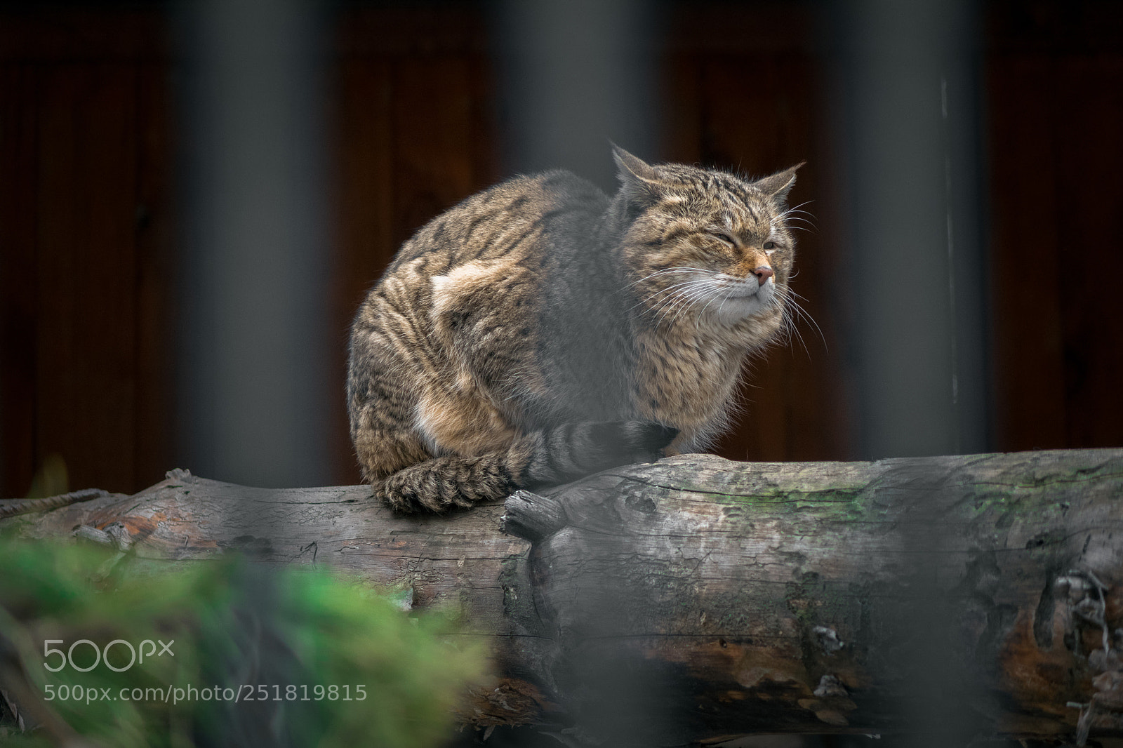 Sony Cyber-shot DSC-RX10 sample photo. Wildcat photography