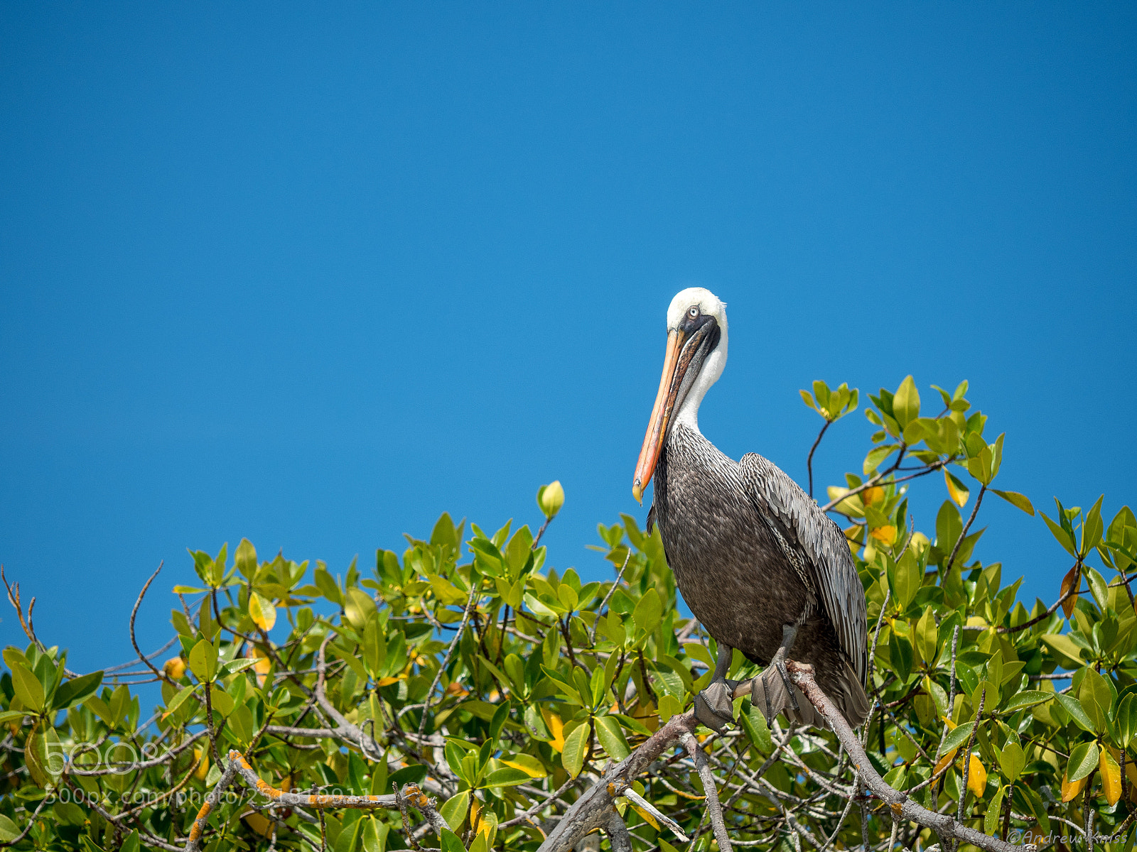 Olympus OM-D E-M5 II sample photo. Pelican on a mangrove photography