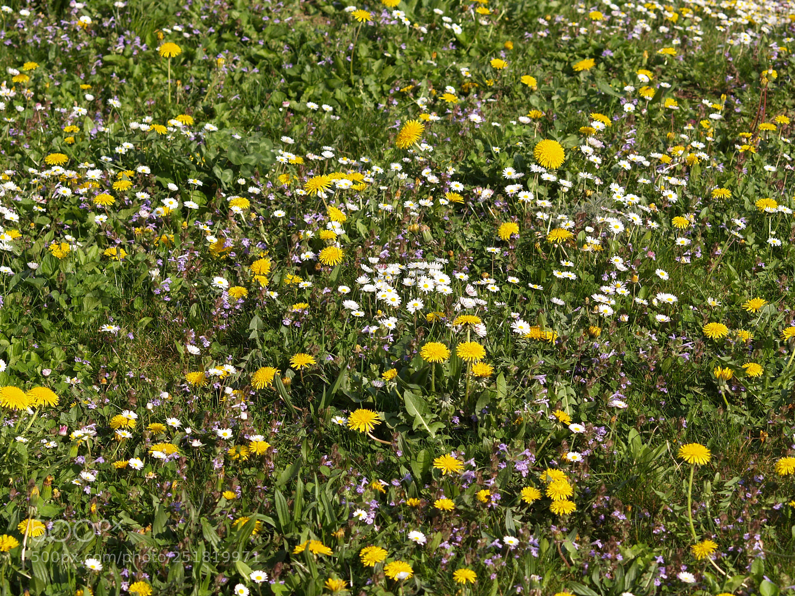 Olympus E-300 (EVOLT E-300) sample photo. World of wildflowers photography