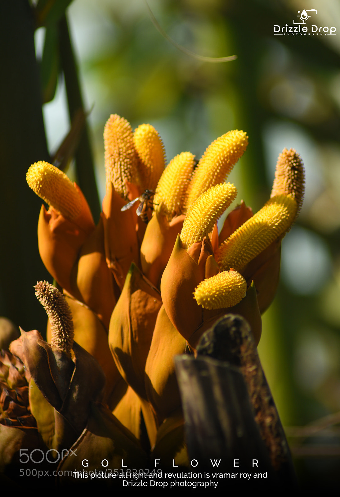 Nikon D7200 sample photo. Gol flower photography