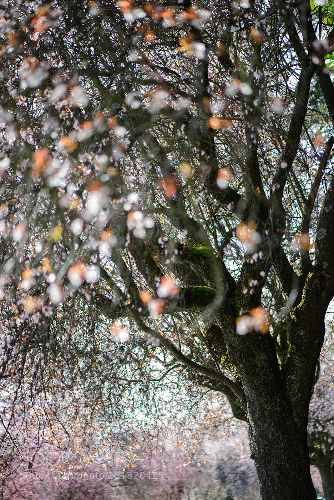 Nikon D610 sample photo. Untitled photography