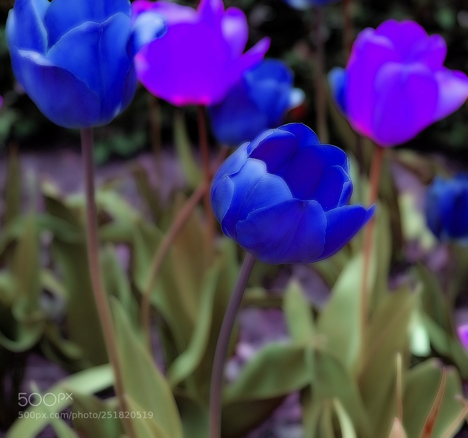 Fujifilm X-E1 sample photo. Blu tulip photography