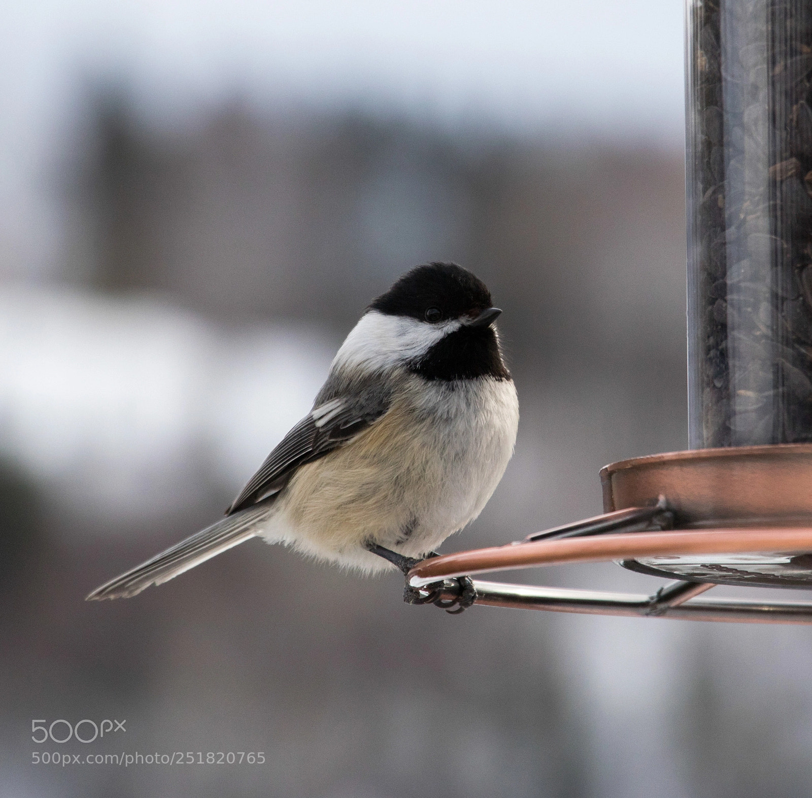 Canon EOS 800D (EOS Rebel T7i / EOS Kiss X9i) sample photo. Black-capped chickadee bird photography