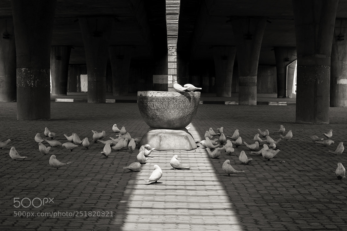 Nikon D5100 sample photo. Stone doves photography